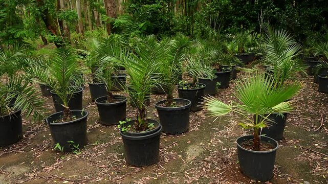 Young Phoenix roebelenii palm trees in black pots at outdoor nursery, Green tropical saplings for landscaping and horticulture, Commercial garden center with rows of potted palms in forest setting