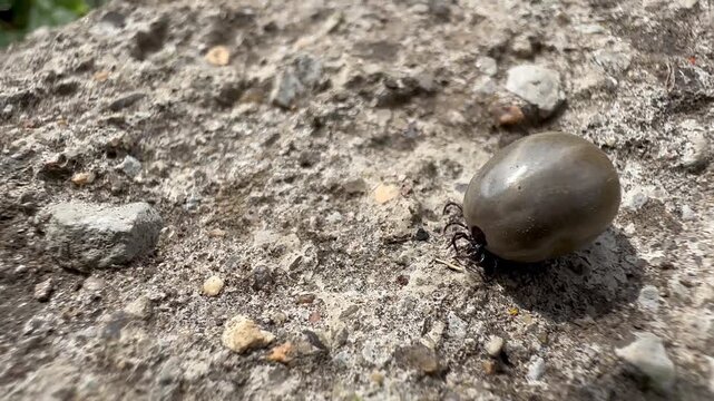 Extreme close-up of an engorged tick crawling on rough ground surface. Detailed macro shot showing parasite body and legs movement in natural outdoor environment