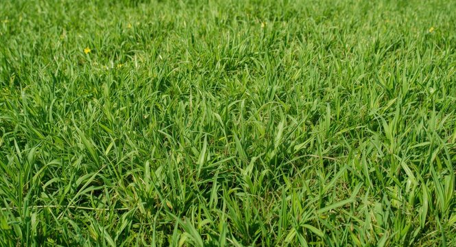 Vibrant bermuda grass covering a backyard on a summer day