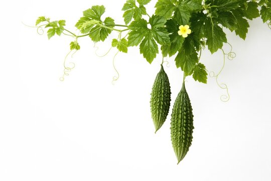 Minimalist white backdrop featuring Momordica charantia vine
