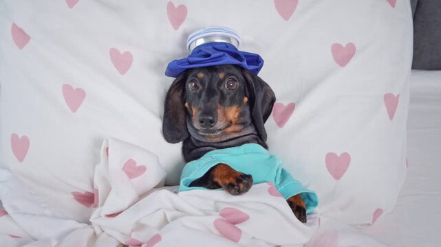 Dachshund dog in blue outfit with cold ice pack on head lying in heart-patterned bed looking at camera, sick puppy portrait, funny illness pet concept