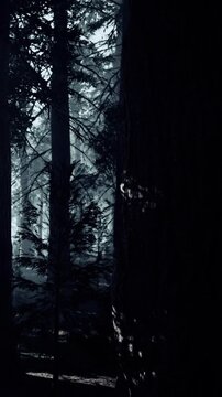 Tall trees form a dark silhouette in the woods. Soft light filters through the branches, revealing shadows and shapes in the forest at night. The scene shows nature in its stillness.