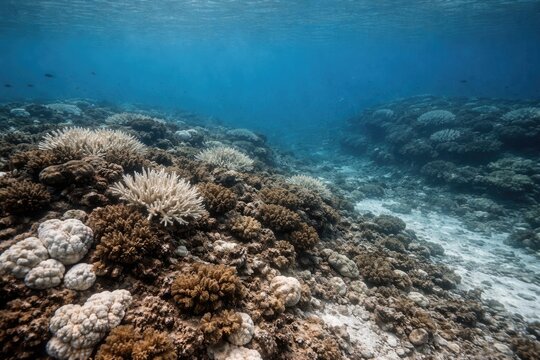 Damage to coral reef from heat induced zooxanthellae loss with copy space area