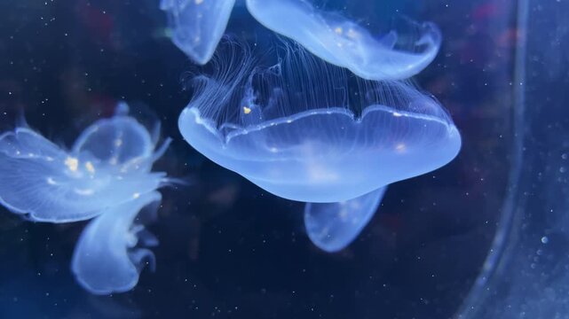 Close up selective focus of glowing translucent moon jellyfish swimming gracefully underwater in a deep blue aquarium tank. Beautiful abstract marine life background with calm fluid motion.