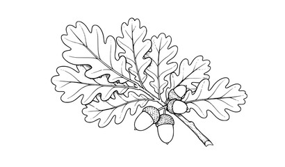 A minimalist line art illustration of an oak leaf and acorns © Rina