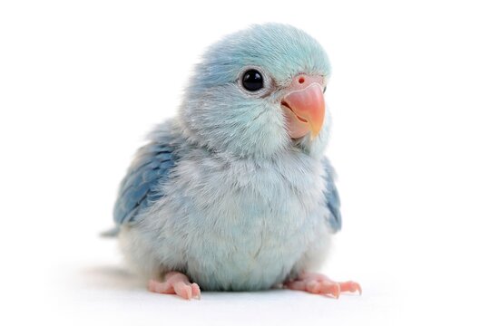 Blue Forpus Parrot Chick Perched on White Background