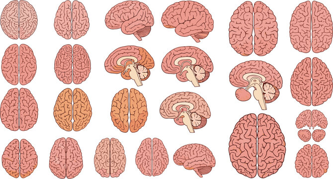 Detailed Human Brain Anatomy Collection Showing Multiple Views and Cross Sections Medical Flat Vector Illustration Set for Healthcare Design