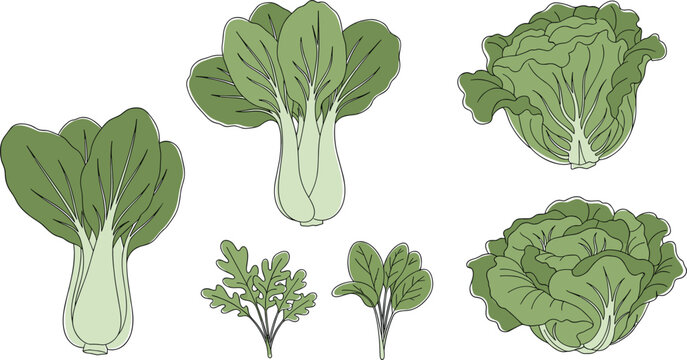 Green Bok Choy and Leafy Vegetable Vector Set with Different Asian Greens for Healthy Food Design, Organic Farming Graphics, and Fresh Produce Illustrations