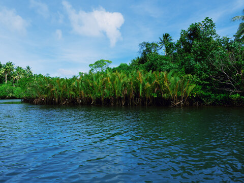Nipa palms growing along a tropical mangrove river, Siargao, Philippines
