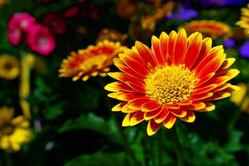 Obraz premium Radiant red petals tipped in gold glowing against the darkness, a solitary flower holding its ground in a world fading softly behind it.