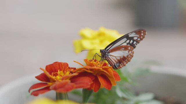 Close up selective focus of a beautiful tiger butterfly resting and feeding on vibrant orange marigold flowers. Delicate wings detailed against a soft, blurred garden background in natural daylight.