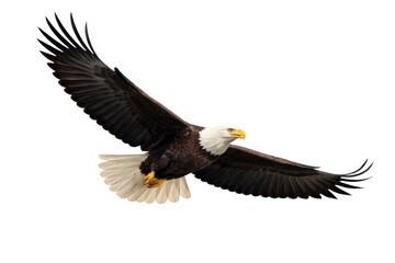 Obraz premium Regal bald eagle in flight isolated on a bright white background