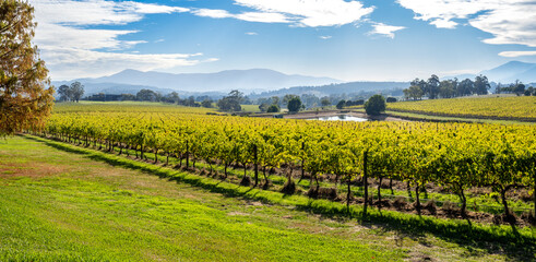 Naklejka premium Vineyard fields of Yarra valley, Australia