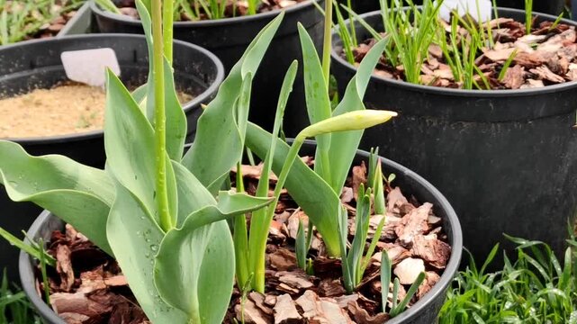 spring onions in the garden, gardening, the first spring flowers in the garden, tulips have blossomed, young flower shoots 