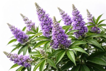 Naklejka premium Vibrant purple flower clusters of Vitex agnus castus with dense green leaves set on a bright white backdrop