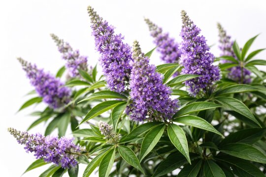 Vibrant purple flower clusters of Vitex agnus castus with dense green leaves set on a bright white backdrop
