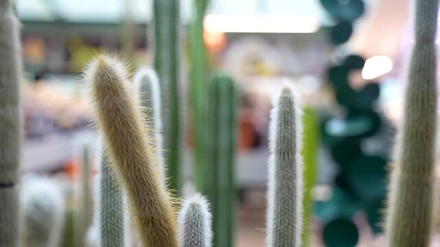 Cacti with long, fuzzy spines and smooth green surfaces captured in a vibrant indoor garden setting, showcasing the unique textures and shapes of various species