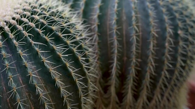 Close-up view of multiple green cacti with prominent spines and ridges, showcasing their unique textures and shapes in a natural indoor setting