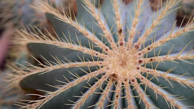 Close-up view of a spiky cactus with intricate patterns and textures, showcasing the natural beauty of desert flora in a vibrant outdoor setting