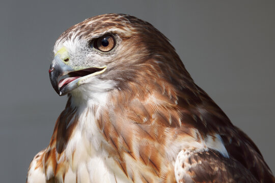 Close-up portrait of a red-tailed hawk with open beak and sharp eyes, detailed brown and white feathers against a neutral gray background