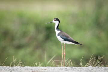 Obraz premium Black Necked Stilt Bird