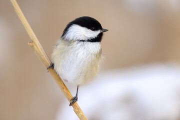 Close-up portrait of a black-capped chickadee perched on a dry reed in soft winter light with blurred neutral background © christopher
