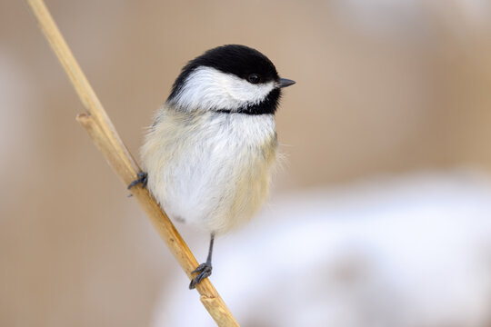 Close-up portrait of a black-capped chickadee perched on a dry reed in soft winter light with blurred neutral background