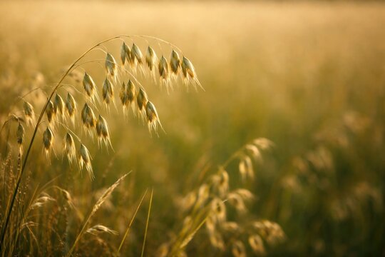 Avena fatua sterilis wild oat grass with copy space background for adding text