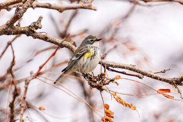 Fototapeta premium A Yellow-rumped Warbler female of the Myrtle variety perched in a bare tree in early Spring in Colorado.