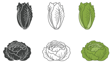 Fototapeta premium cabbage, lettuce, greens, vegetable