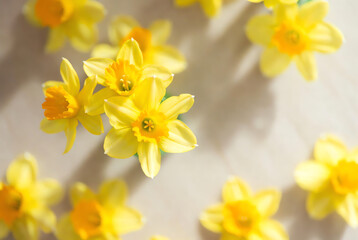 Obraz premium Daffodils arranged in soft light on light background 