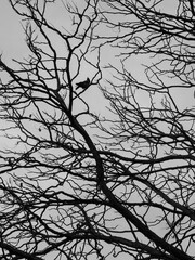 Obraz premium Silhouette of a crow perched on bare tree branches against a cloudy sky, black and white aesthetic.