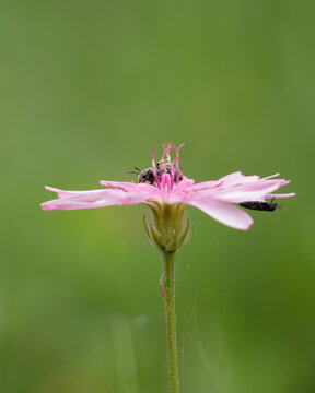 Wild bee and small insect on pink hawk&rsquo;s beard flower Crepis sp minimal macro with green blurred background.