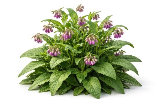 isolated comfrey bush for herbal remedy on white background