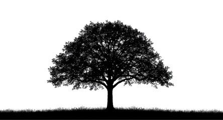 Obraz premium Tree silhouette against a white backdrop perfect for architectural drafting