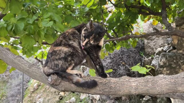 A cat licks itself to be clean while it is on a tree branch in a garden