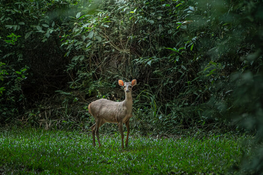 Corzuela parda, ​ guazuncho, viracho, guazubir&aacute;, guasuvir&aacute;, as&uacute; vir&aacute;, masuncho, sachacabra, urina, cervido
