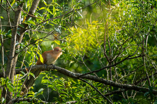 Ave, pajaro, volar, alas, &aacute;rbol, animal, naturaleza, fauna, bosque
