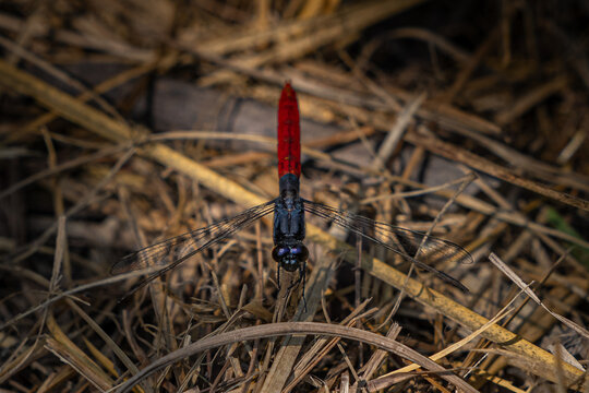 Libelula, anis&oacute;pteros