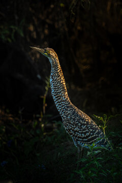 Ave, pajaro, volar, alas, &aacute;rbol, animal, naturaleza, fauna, bosque