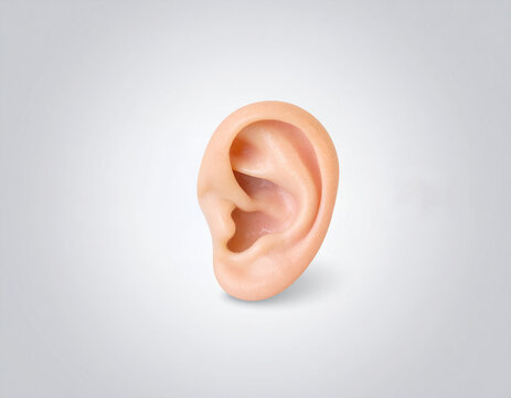 사람-인체-귀-사람 귀-귓볼-인체 귀-귀 모형-듣다-청각-청력-경청-평형감각-단 하나-밝은 회색 배경
