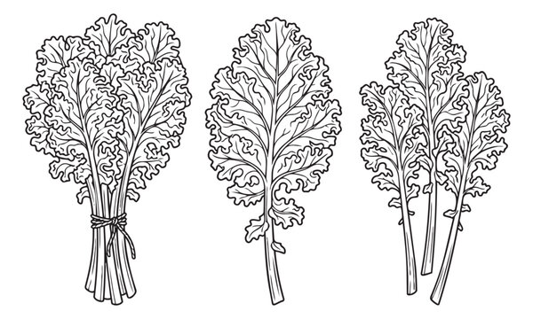 Curly kale leaves vector illustration collection showing individual stalks and bunch for healthy food.
