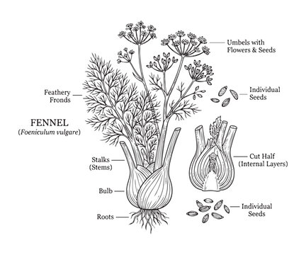Botanical fennel plant vector illustration with detailed bulb stalks feathery fronds and seeds art.