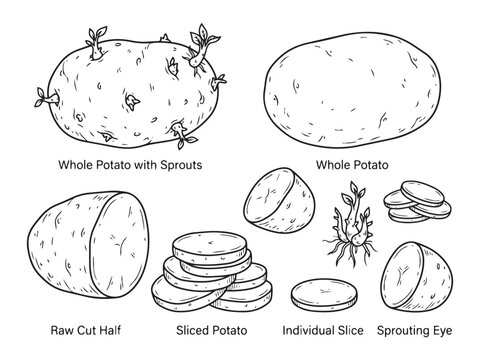Potato anatomy vector illustration set showing whole potatoes and different cut forms.