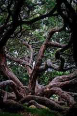 Fototapeta premium Sprawling Pohutukawa Tree in Dove Meyer Park