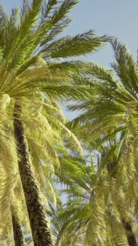 Tall palm trees sway gently in the wind against a clear blue sky. Their long leaves spread out, showing the beauty of nature in a warm tropical setting. The scene captures the essence of summer.