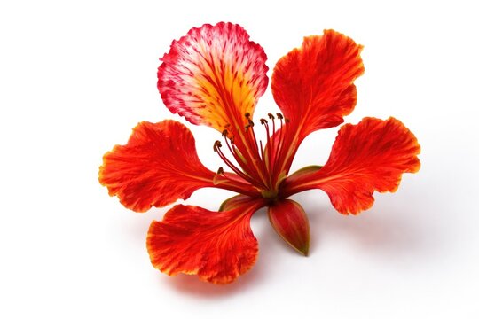 Bright red Delonix regia flower isolated on a smooth white backdrop with copy space