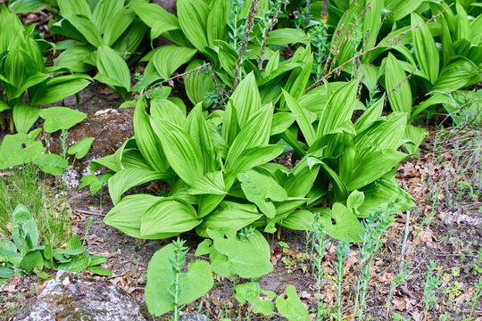 Lush green Veratrum album (false hellebore) plants with ribbed leaves growing in a garden. Toxic perennial herb in a natural outdoor setting during spring.