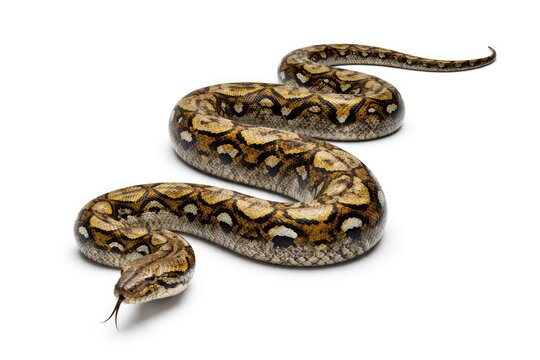 Reticulated python isolated on white background with ample copy space for design