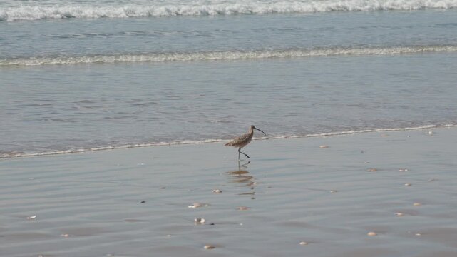 Long-billed Curlew Walking on California Beach